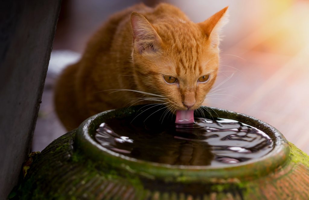 Cat drinking water from a large pot