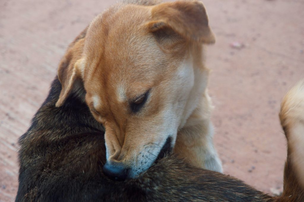 Dog itching from mosquito bites