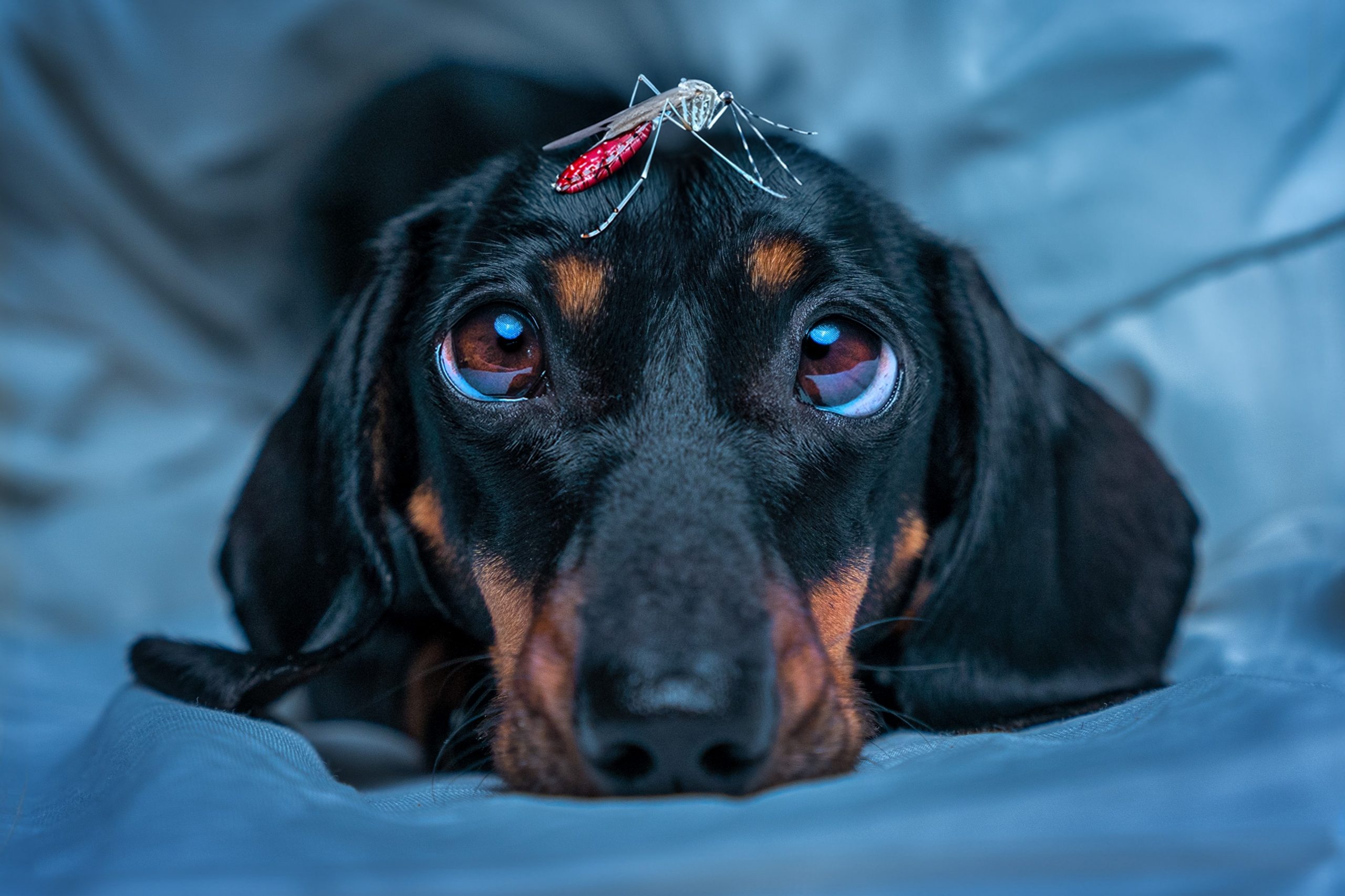 Dog laying down with a mosquito on his head
