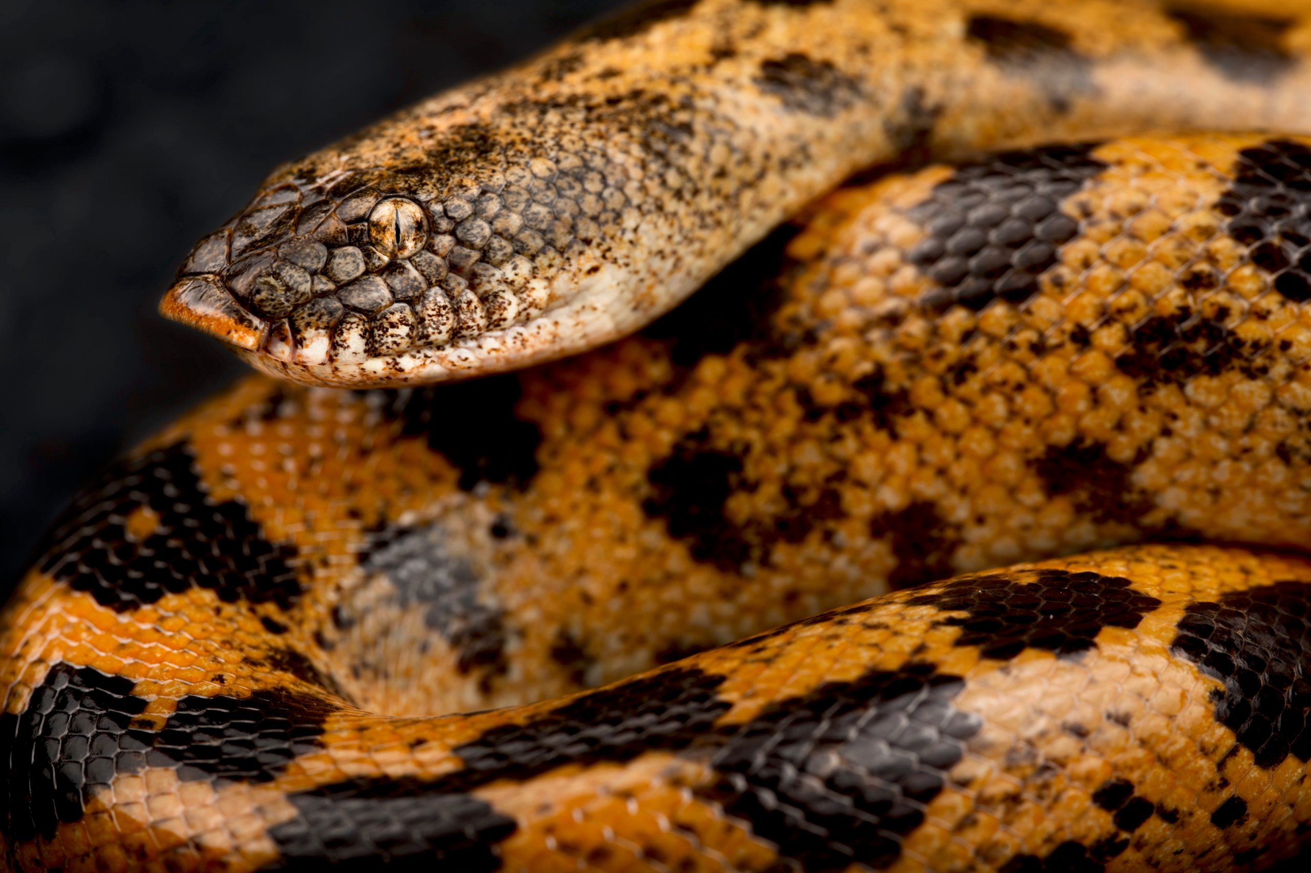 close up image of a Mullers sand boa (Eryx muelleri)