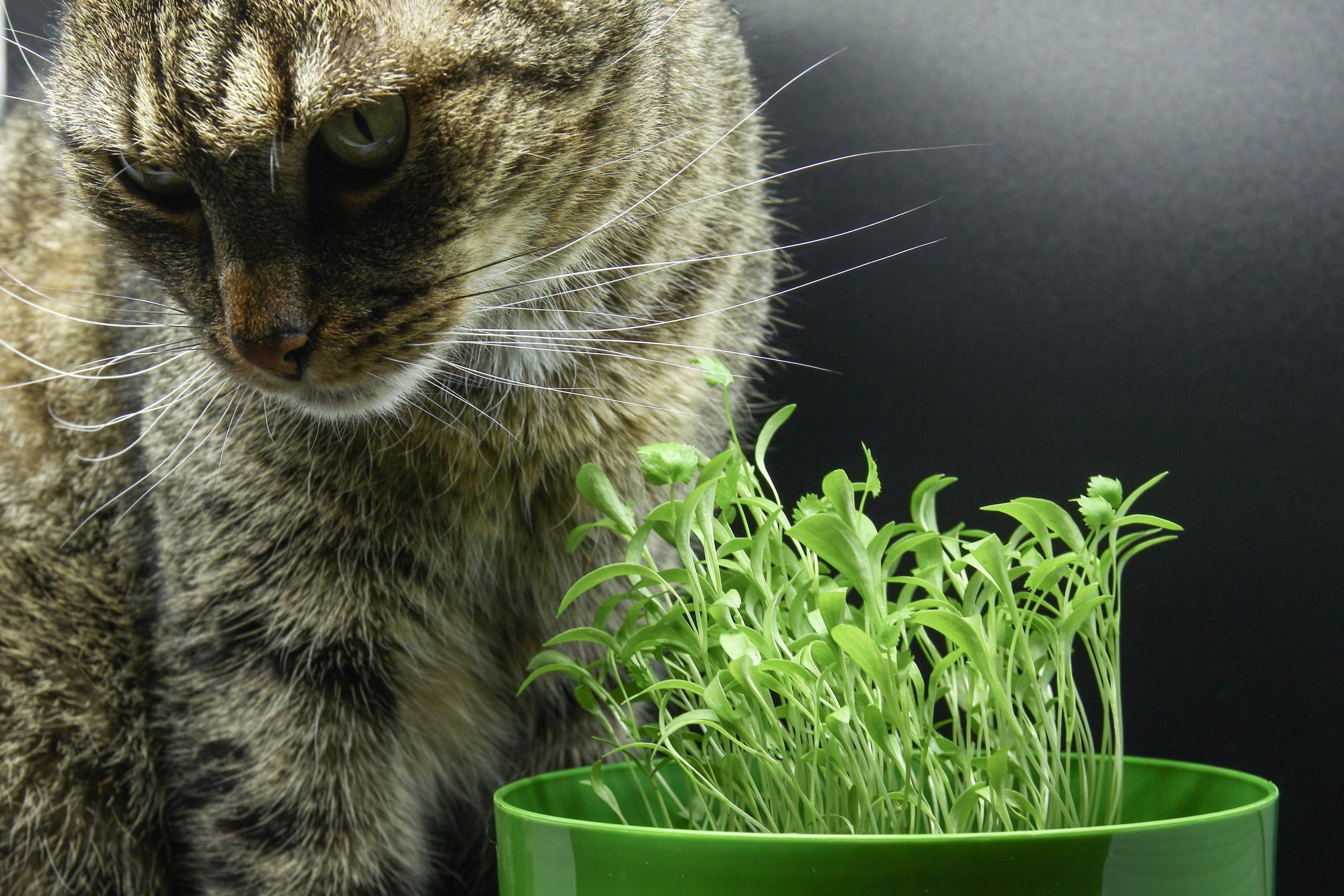 cat shying away from cilantro plant