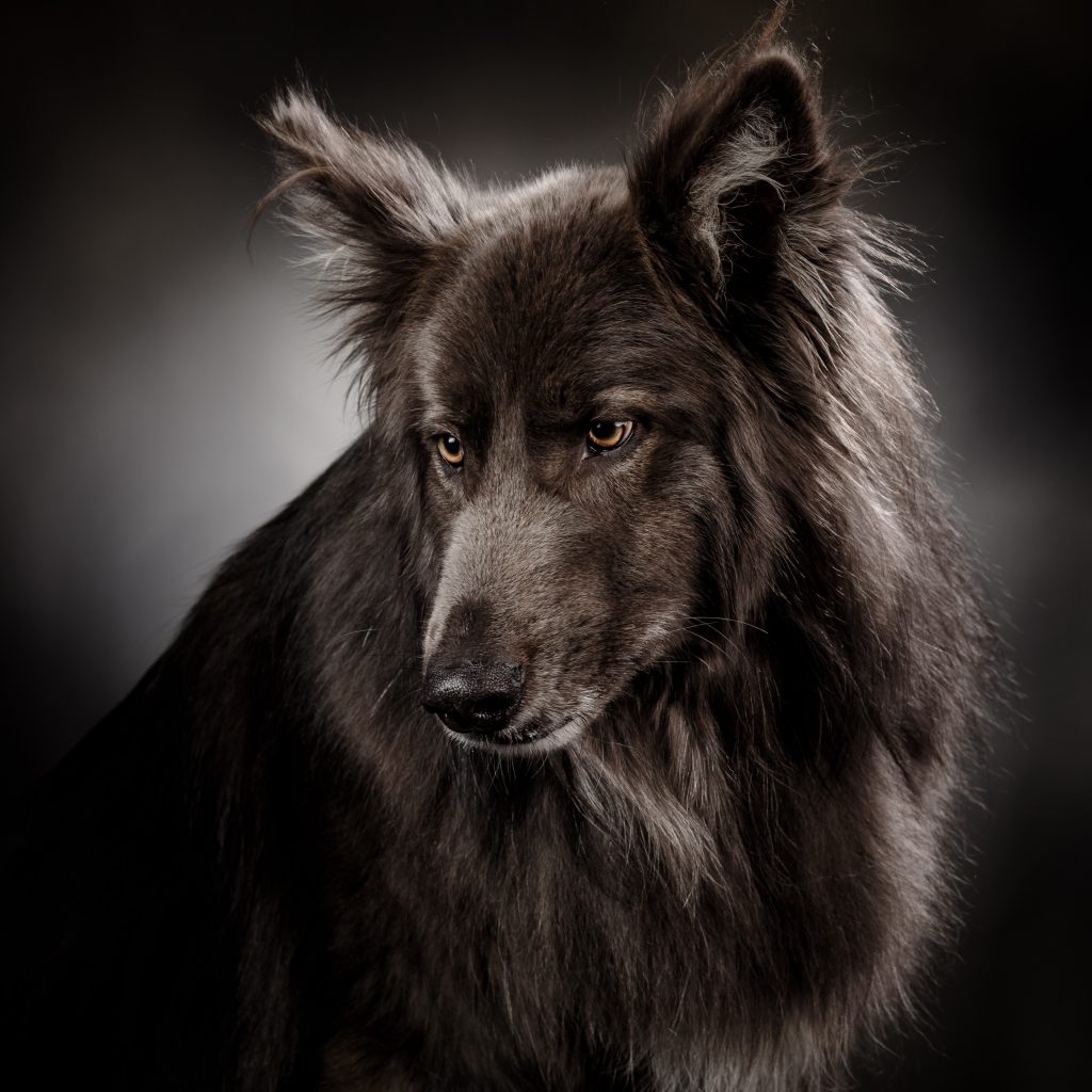 Blue Bay Shepherd portrait