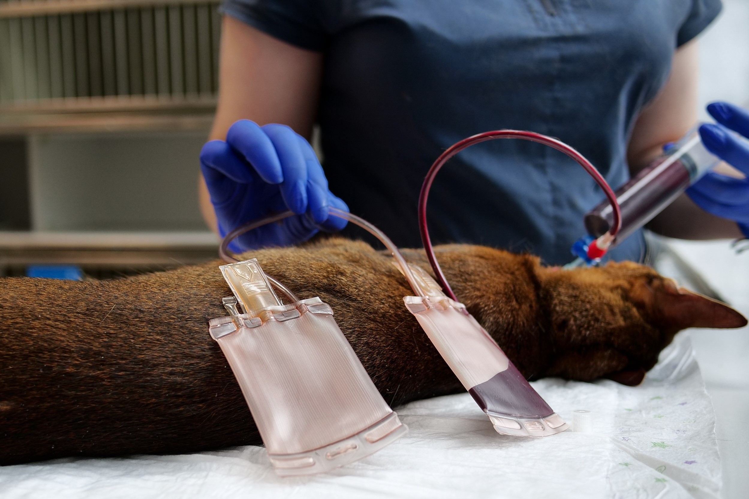 Cat receives blood transfusion in a veterinary clinic