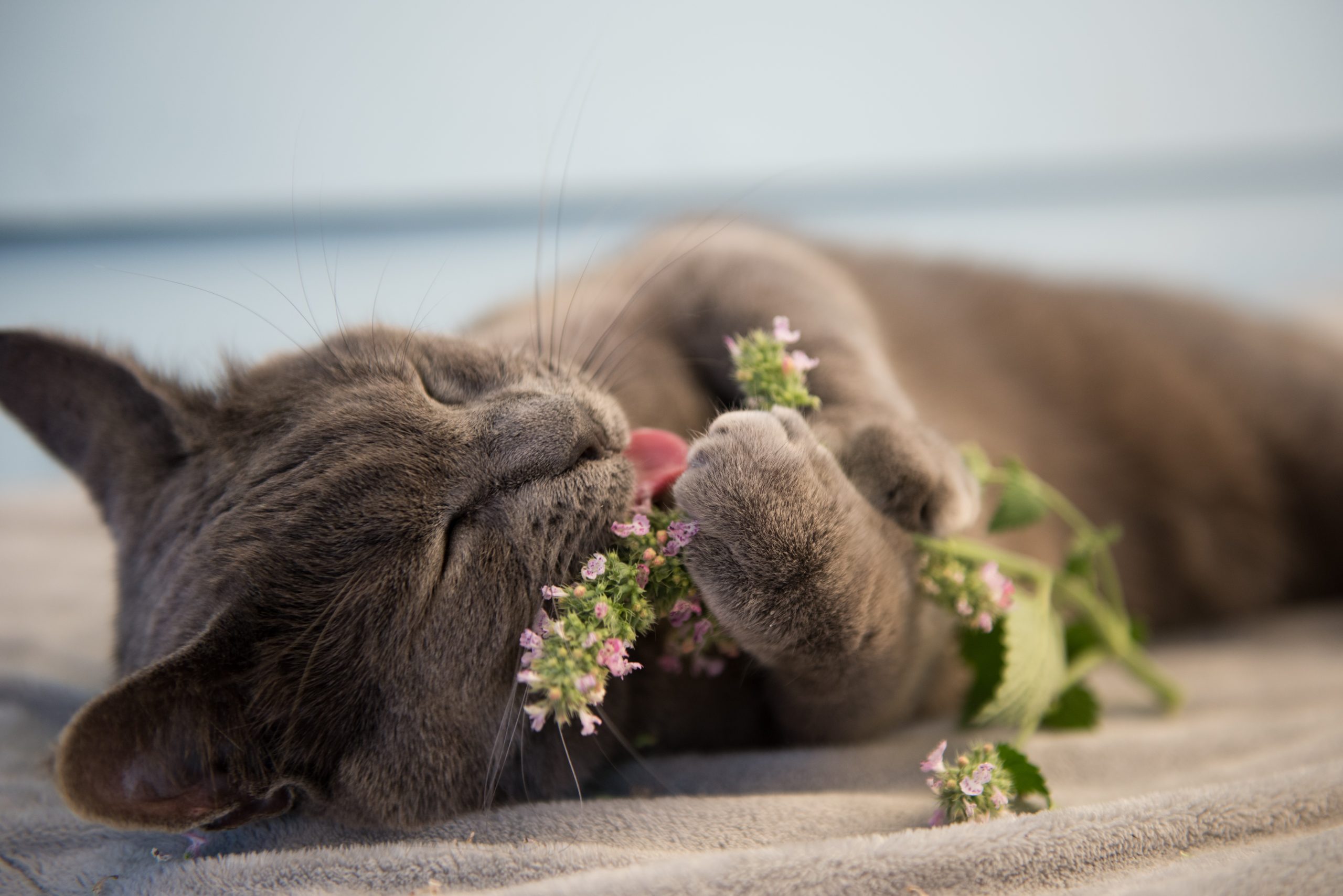 Cat playing with mint herb catnip