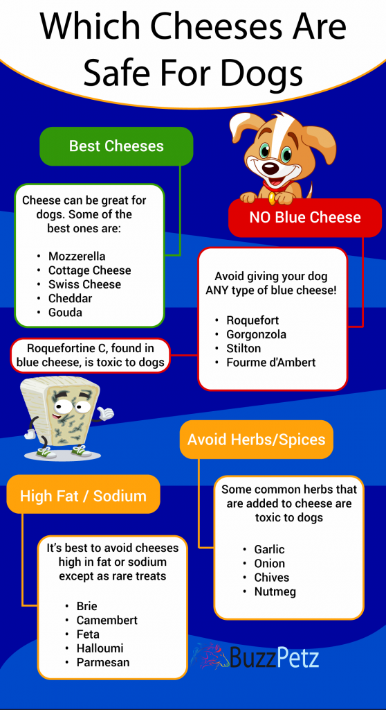 What cheeses are safe for dogs infographic by BuzzPetz