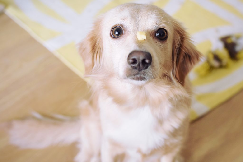 dog sitting patiently with cheese on his nose