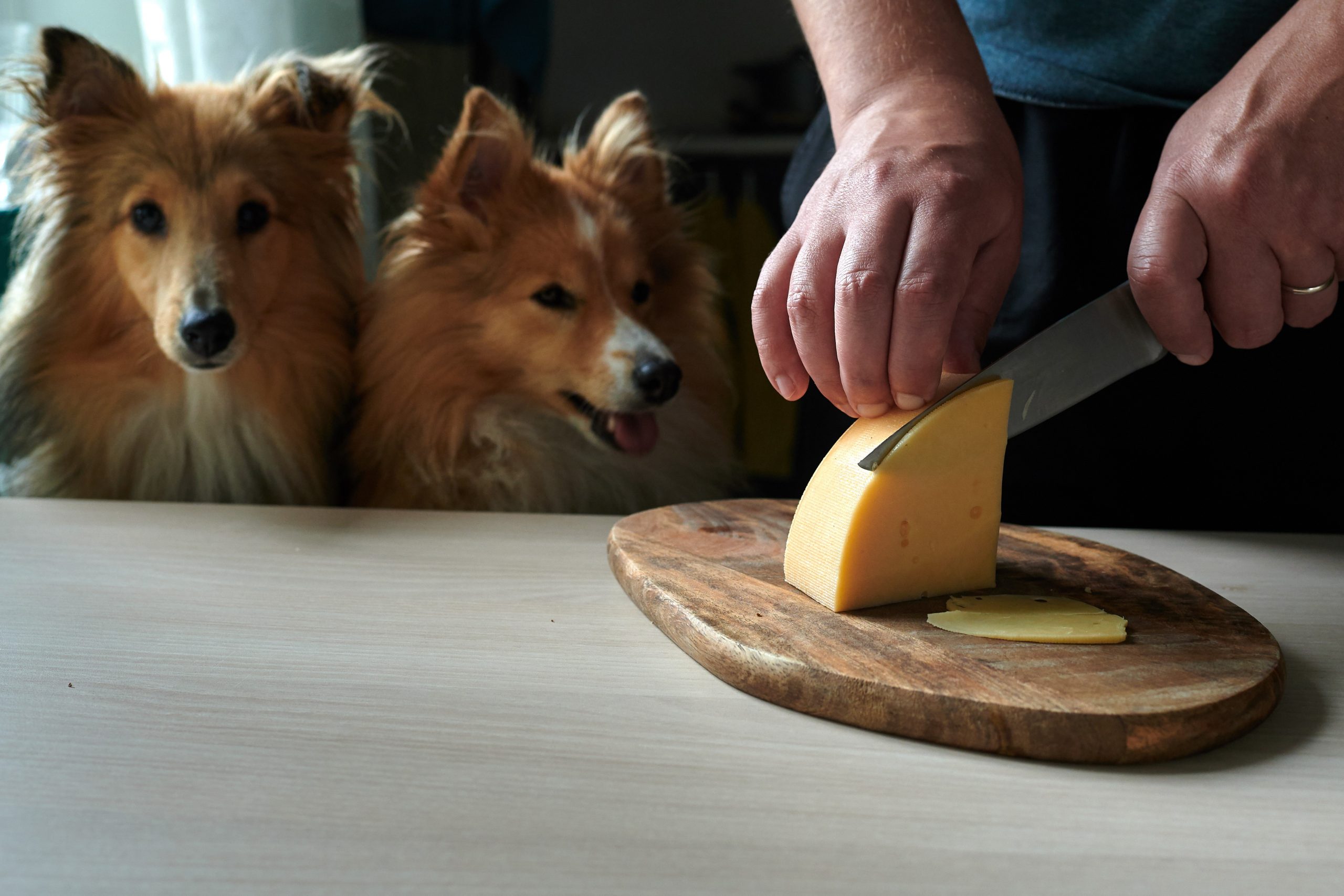 two dogs watching a man cut a block of cheese