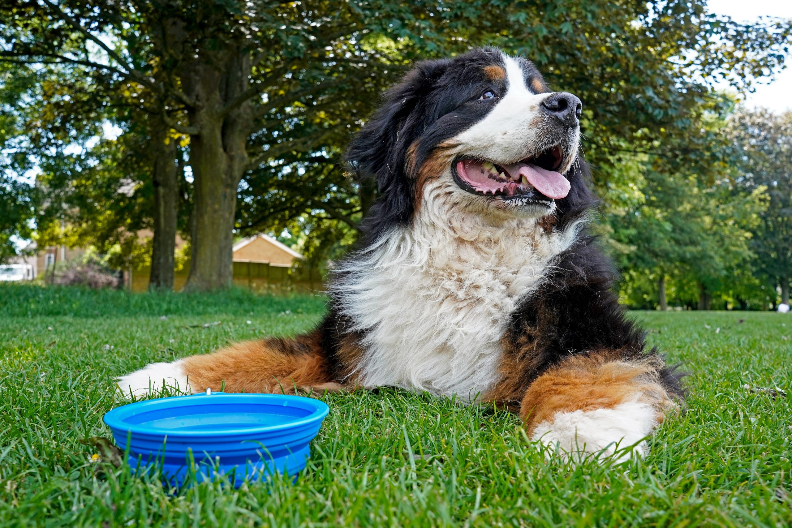 Bernese mountain dog outside panting next to a bowl of water