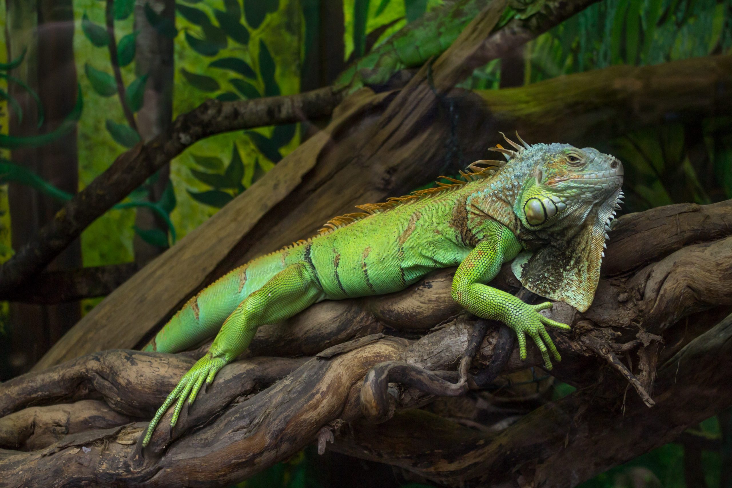 Green iguana in it's enclosure basking on a tree limb