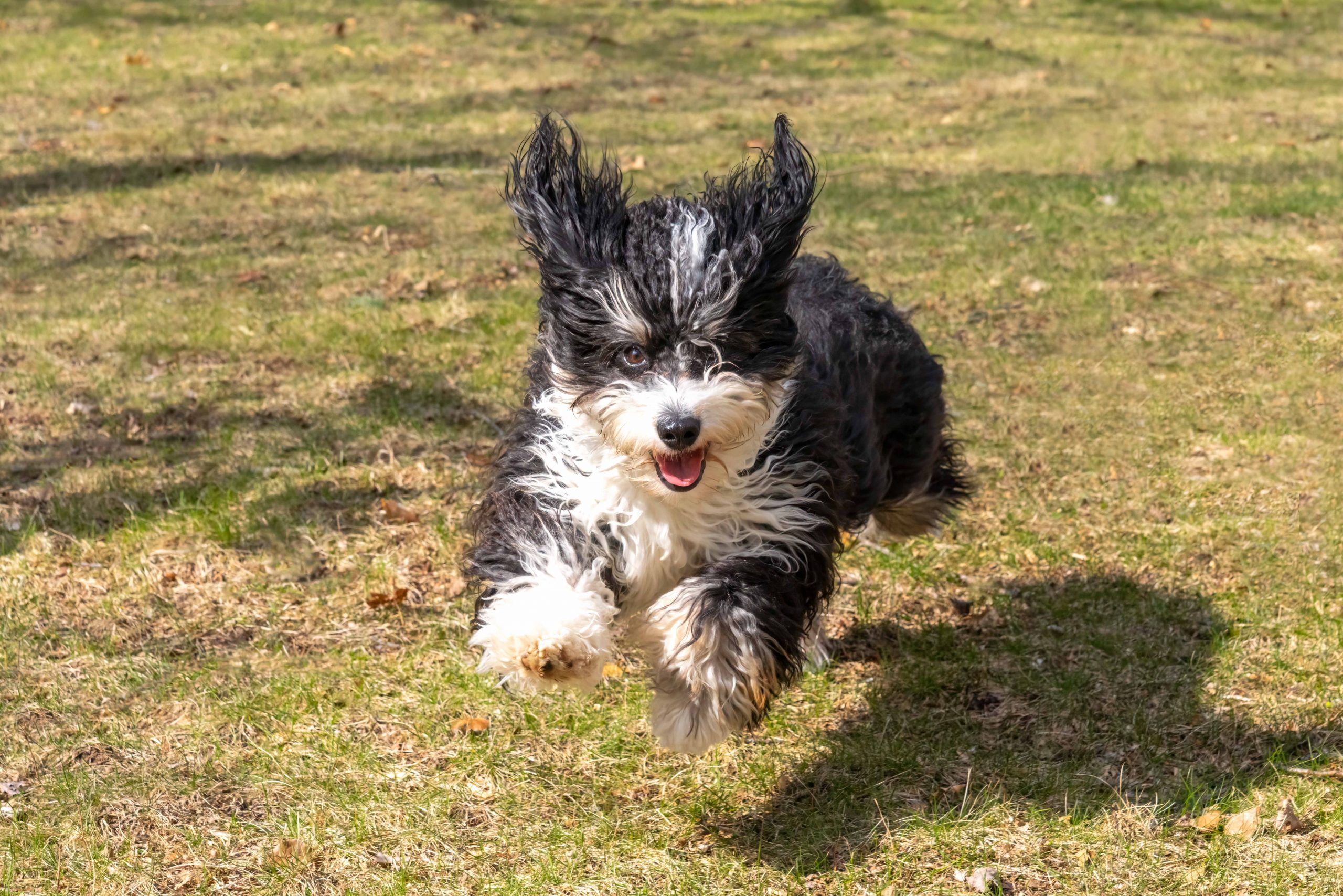how much is a bernedoodle puppy? bernedoodle puppy running through the yard