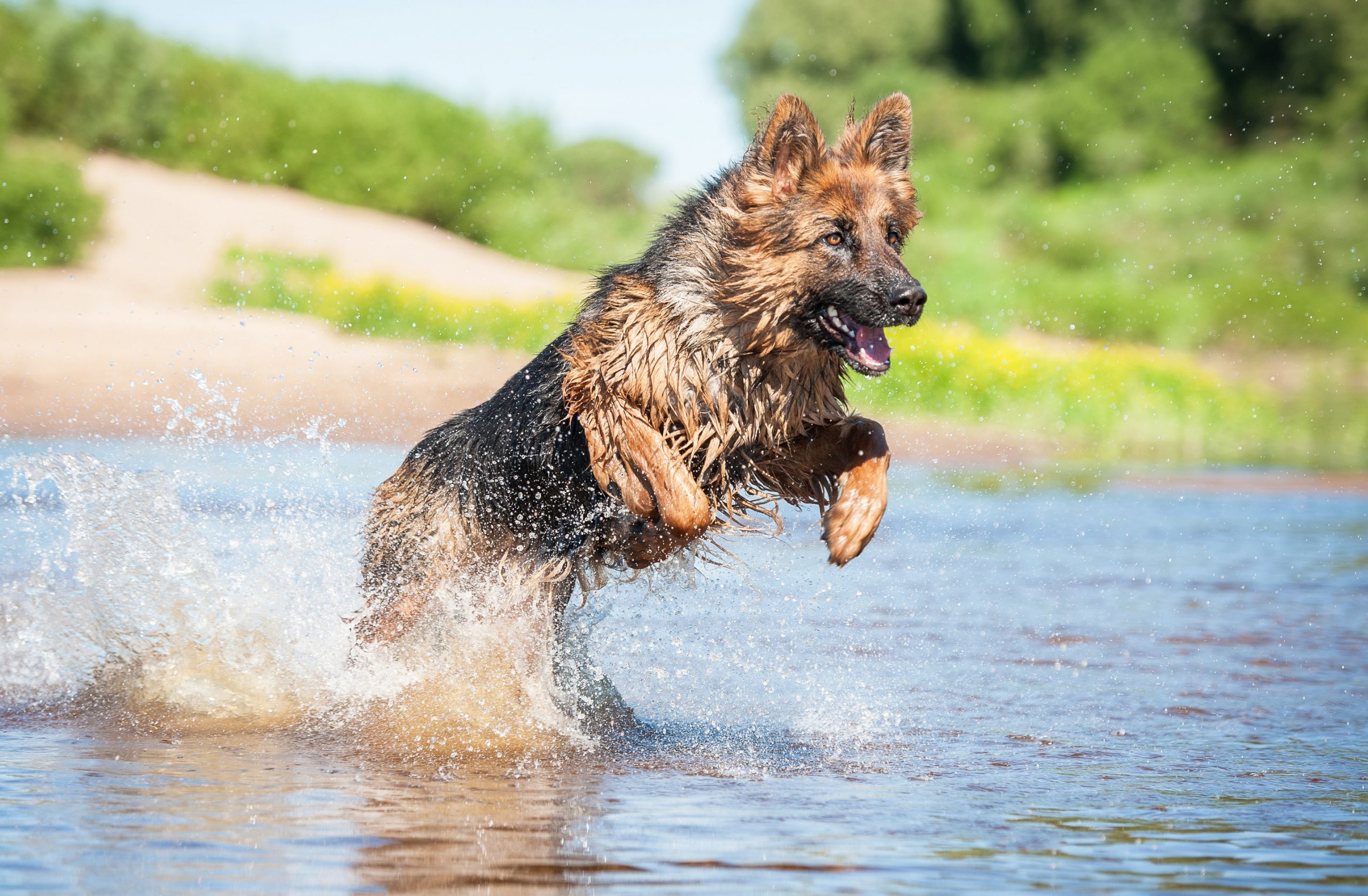 can german shepherds swim? Yes!