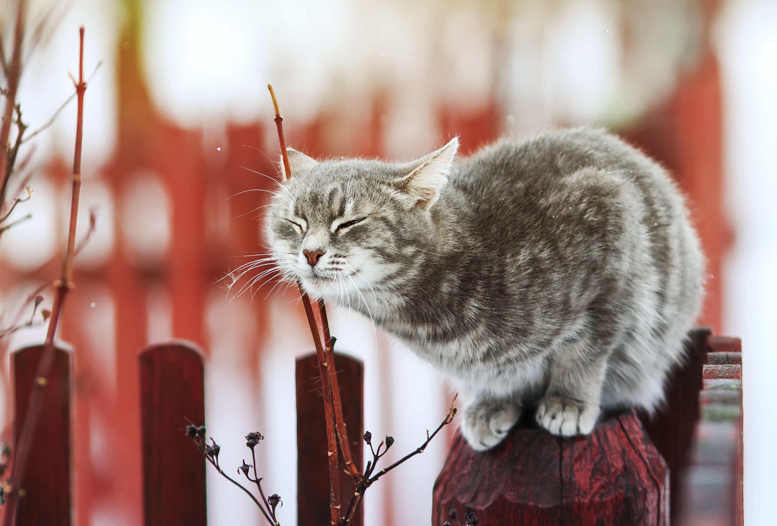 Cat rubbing it's face on plants outside