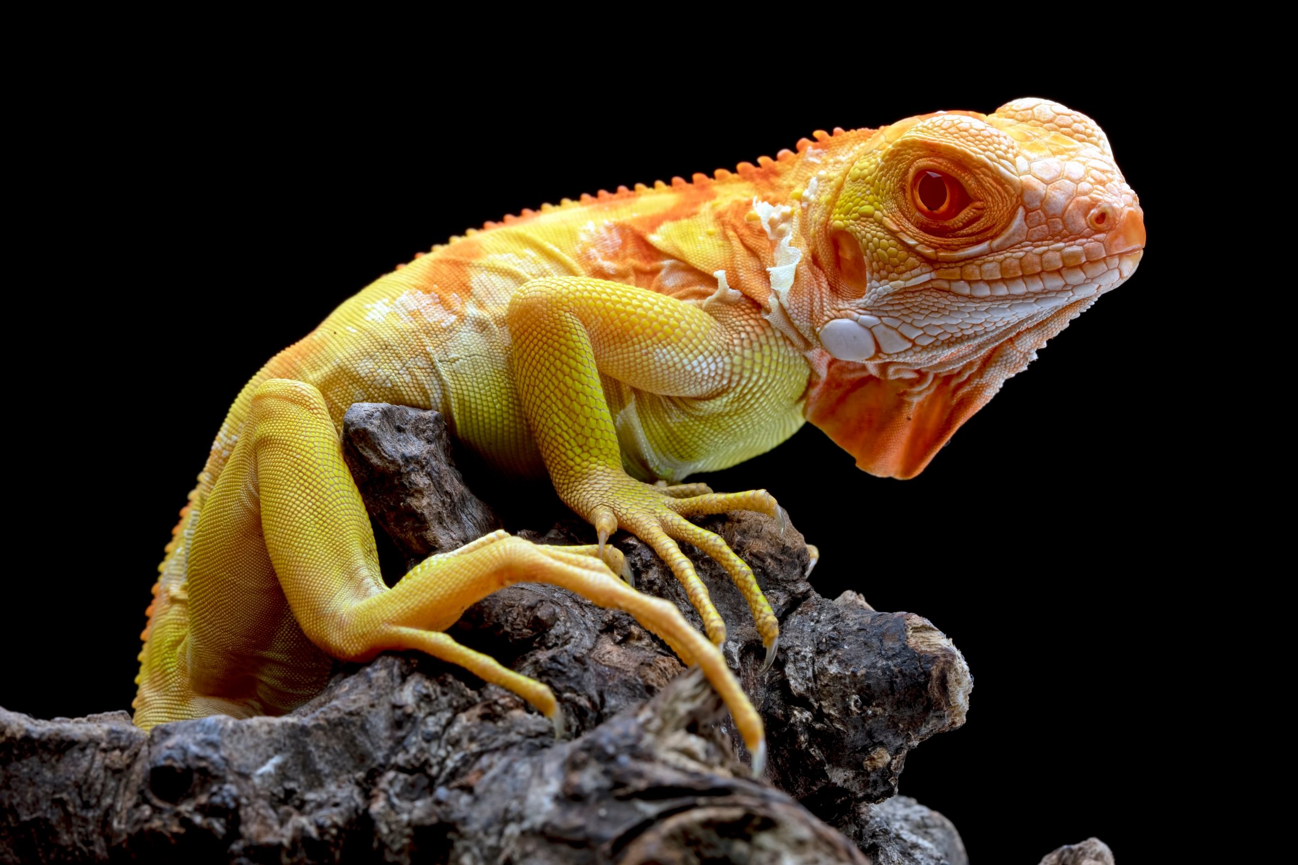 Super crimson albino iguana morph - green iguana morph