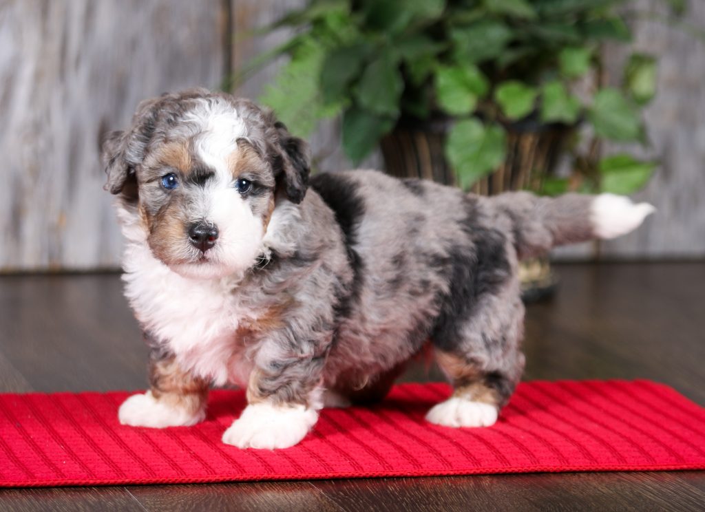 f2 merle coat Bernedoodle puppy