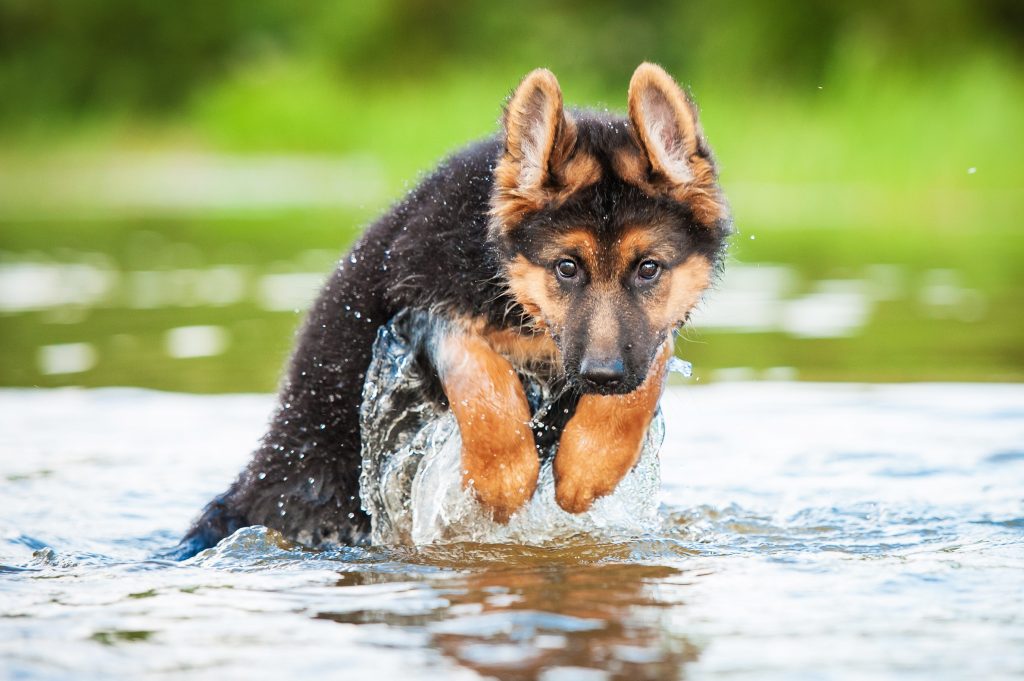 German shepherd puppy playing in the water