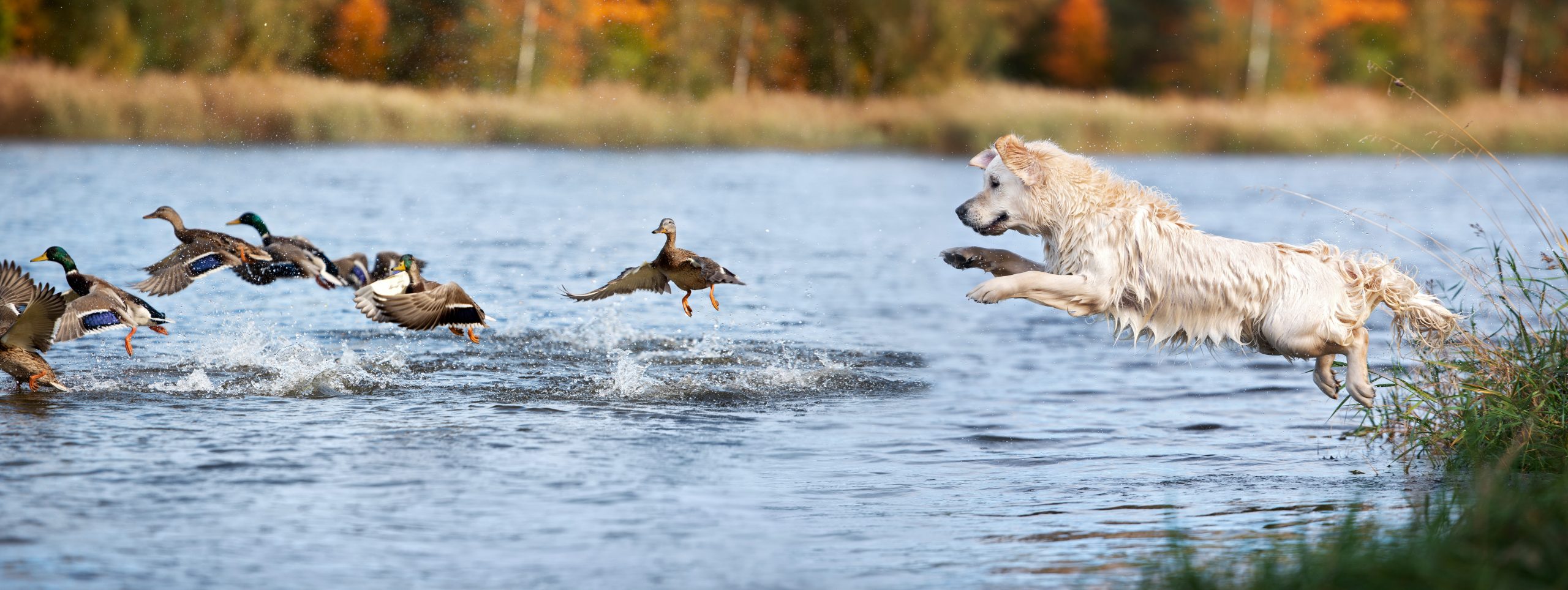 Hunting dog breeds - golden retriever chasing game birds into the river
