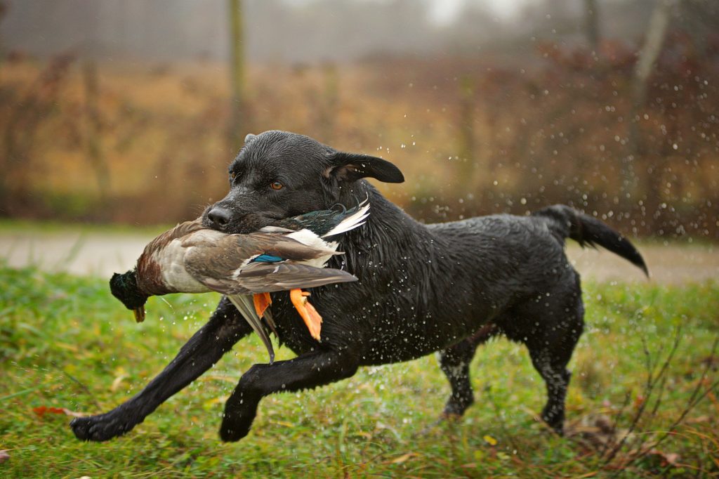 labrador retriever carrying a duck in its mouth - hunting breeds