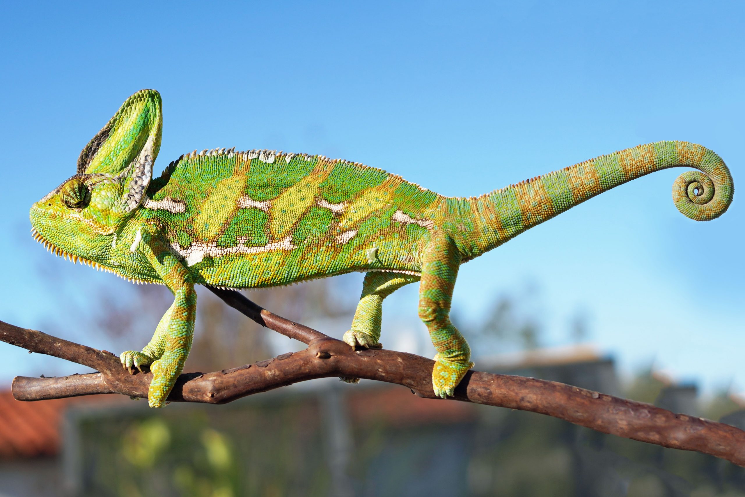 adult veiled chameleon perched on a tree branch
