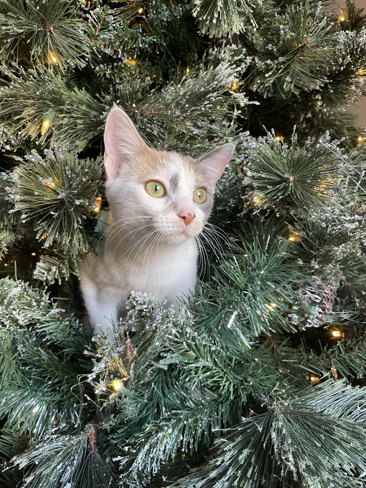 BuzzPetz cat F.R.I.D.A.Y in the Christmas tree - how to keep cats out of christmas tree