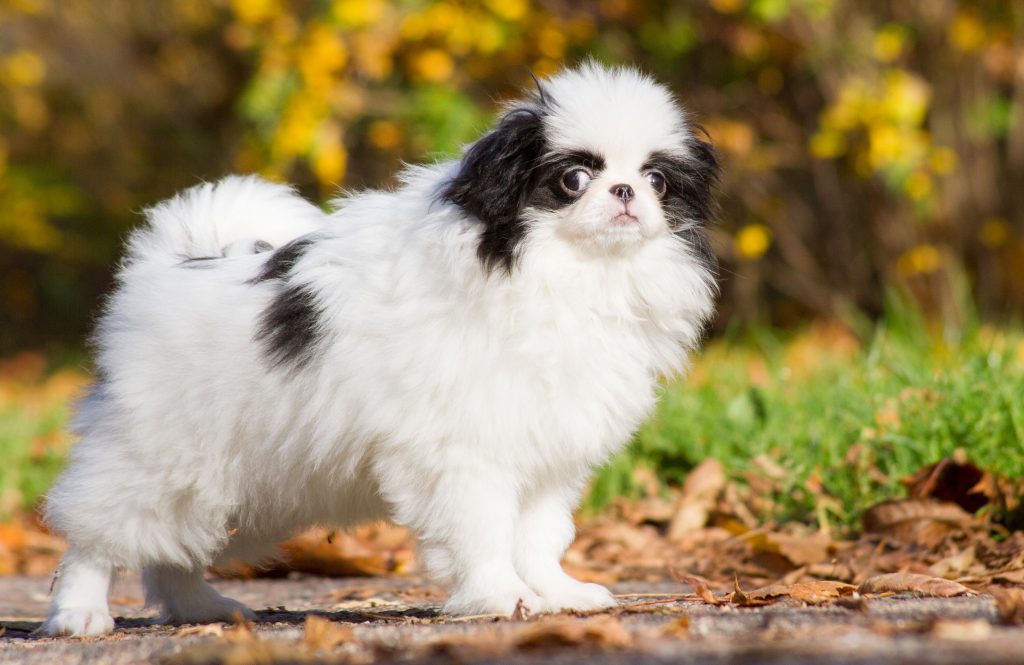 Japanese Chin rare dog breed