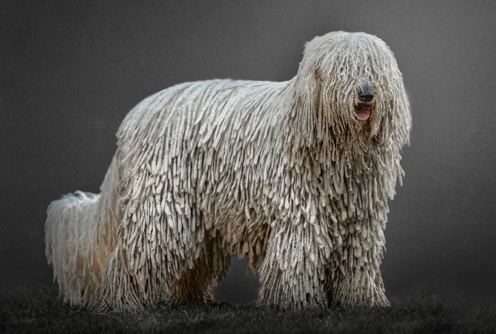 Komondor dog breed photo shoot on gray background