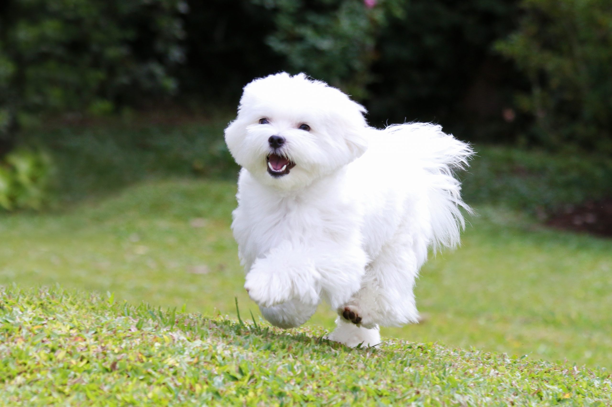 fluffy white maltese dog running through a yard