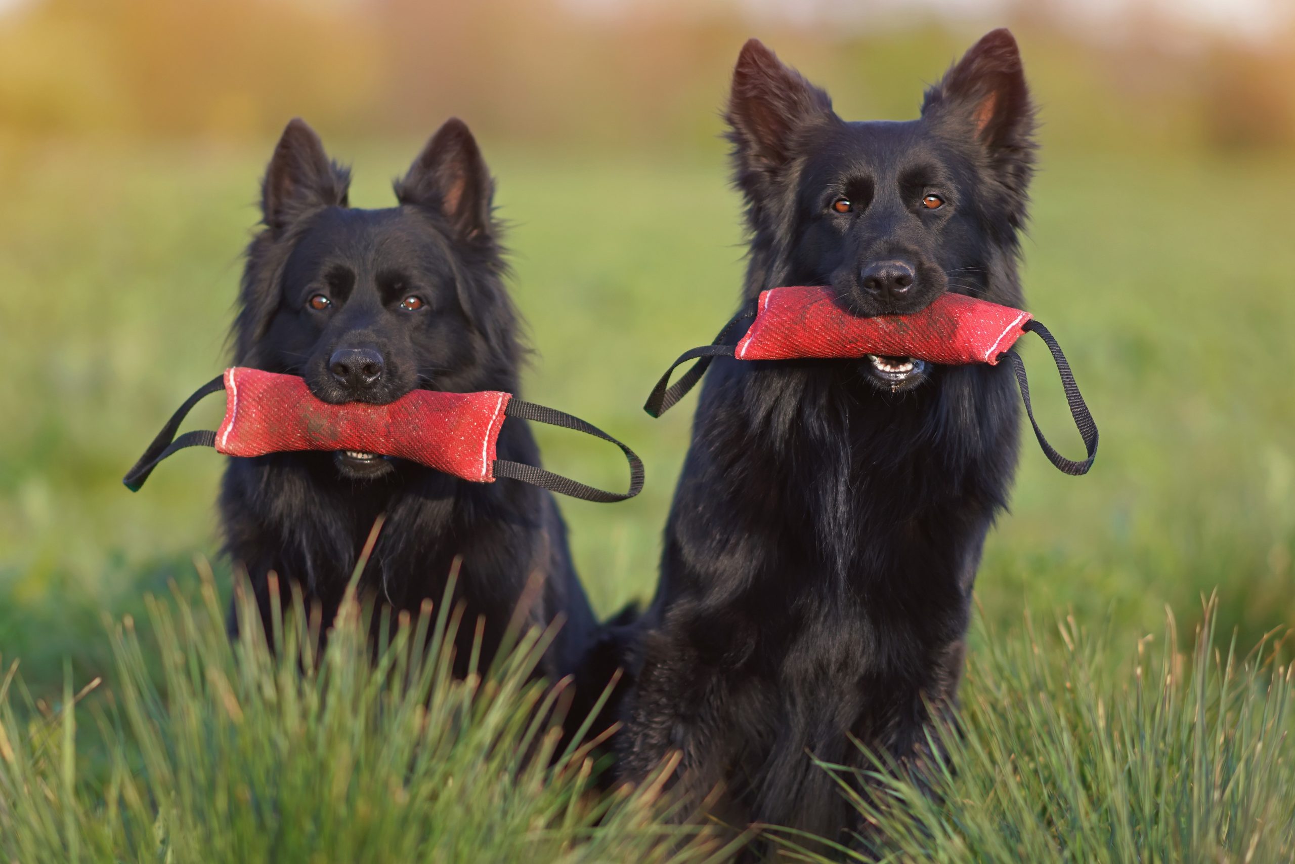 two black German shepherds holding tug toys - dogs with the strongest bite force