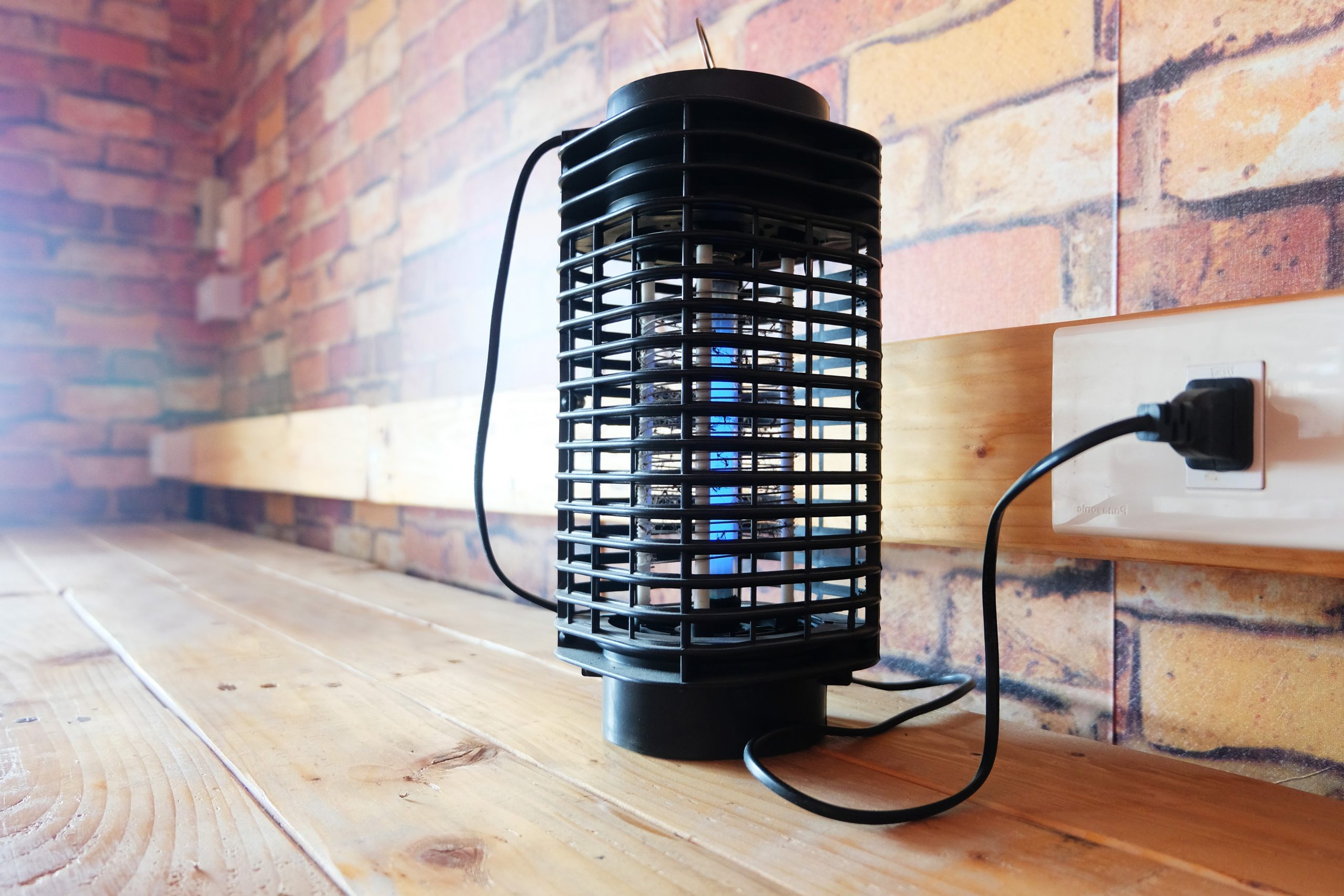 Can a bug zapper kill a cat?