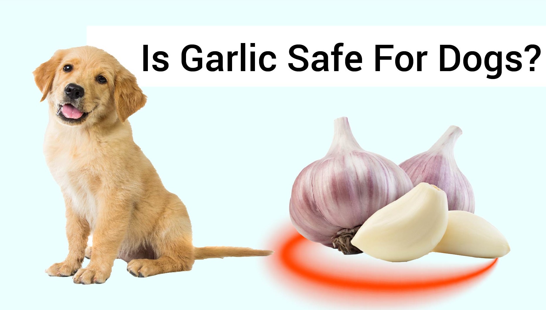 Is garlic safe for dogs - Can dogs eat garlic