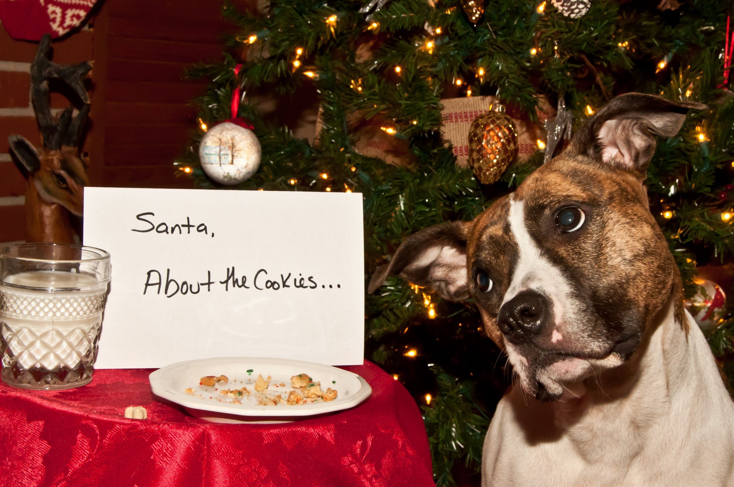 dog ate santas cookies as a christmas snack