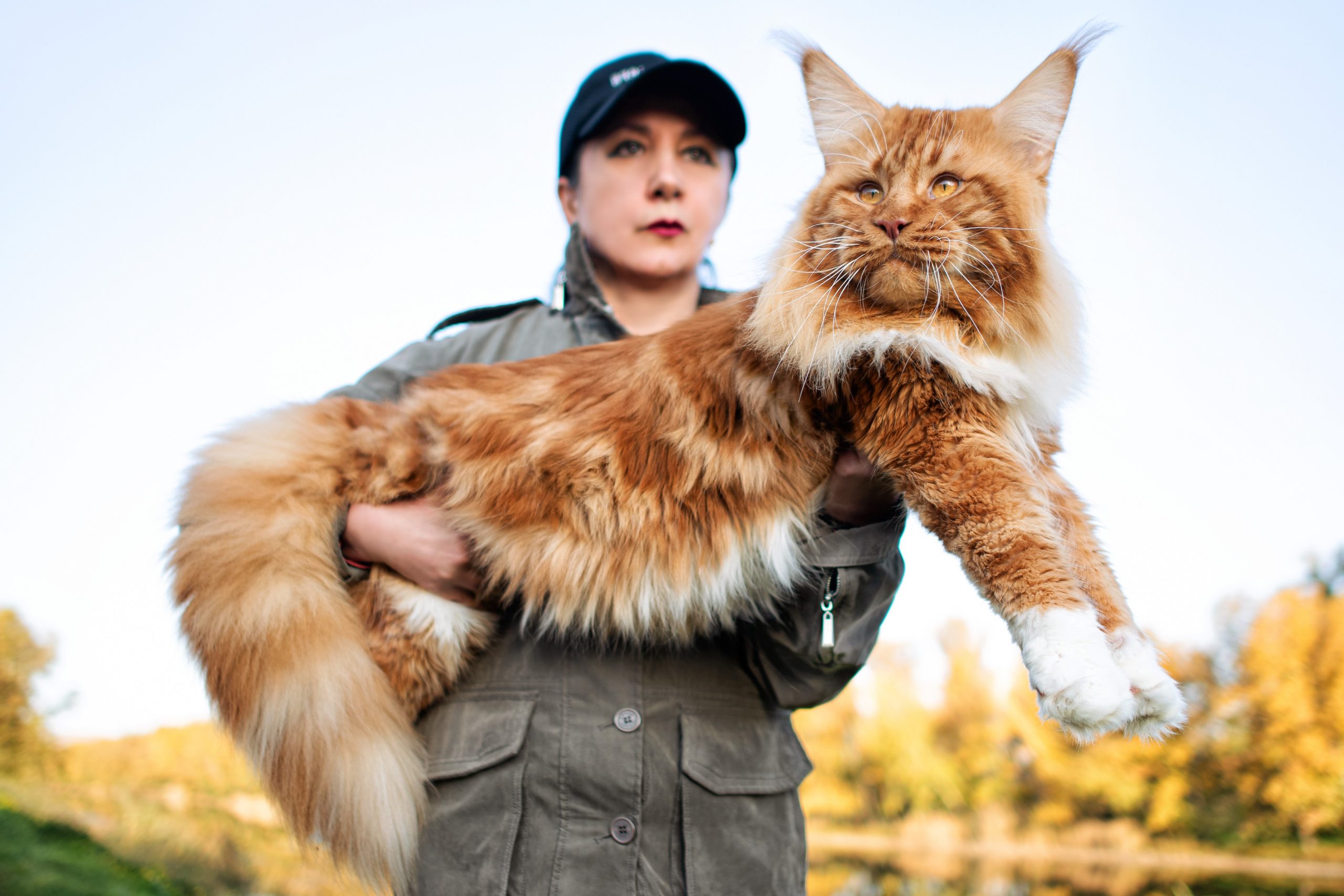 woman holding one of the largest cat breeds, a maine coon