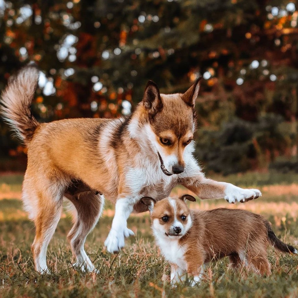 Norwegian lundehund mother playing her puppy