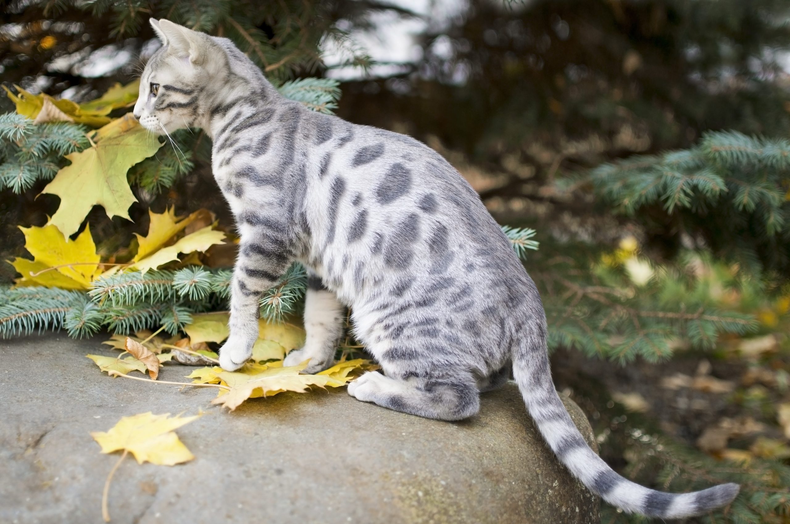 Blue Bengal cat sitting on a large rock in the woods