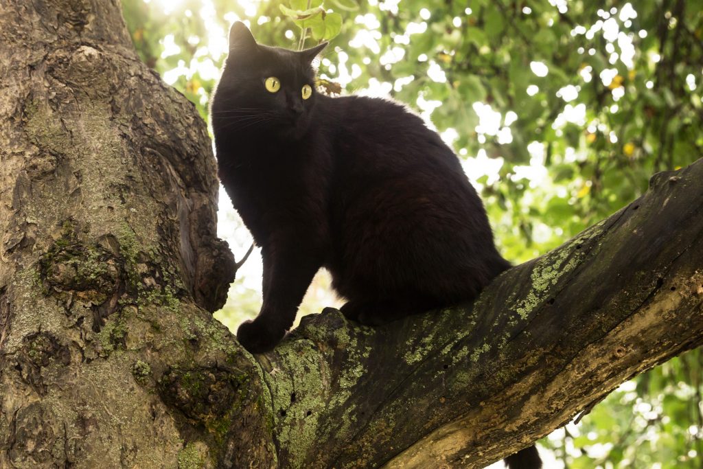 Bombay cat climbed into a tree