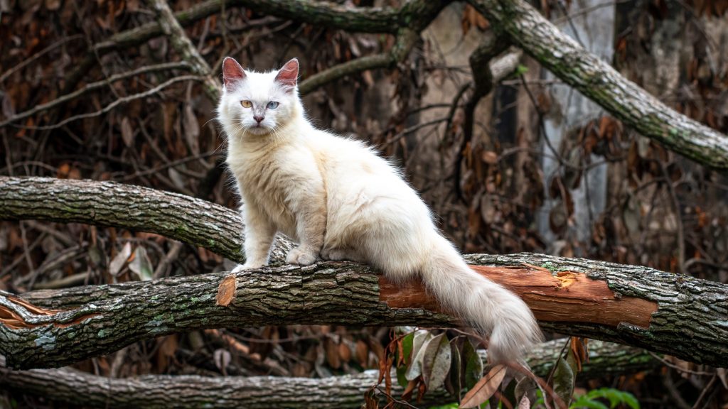 Himalayan cat perched on a tree branch