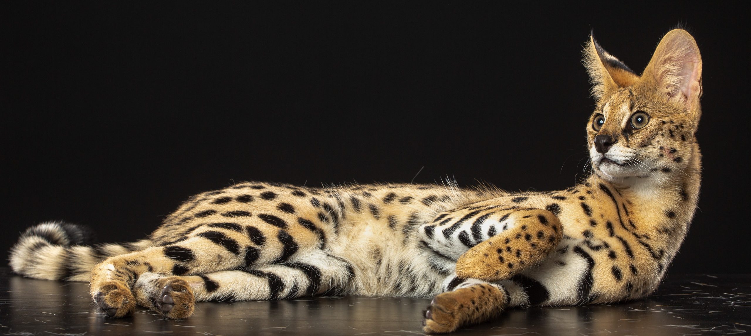 Most expensive cat breeds list featured image