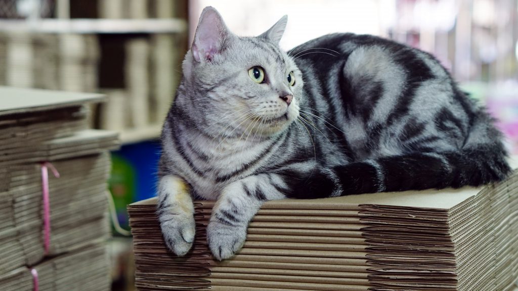 blue american shorthair cat laying on a stack of folded cardboard