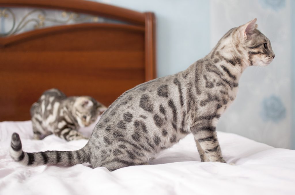 blue bengal cats on a bed