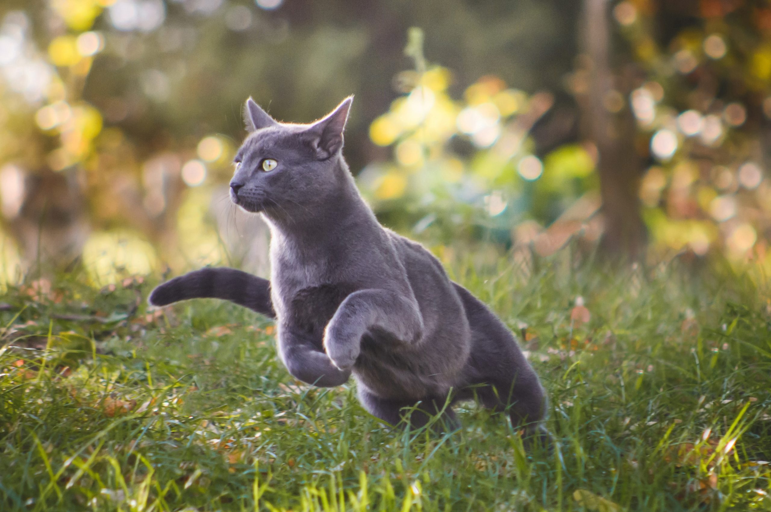 blue cat playing outside