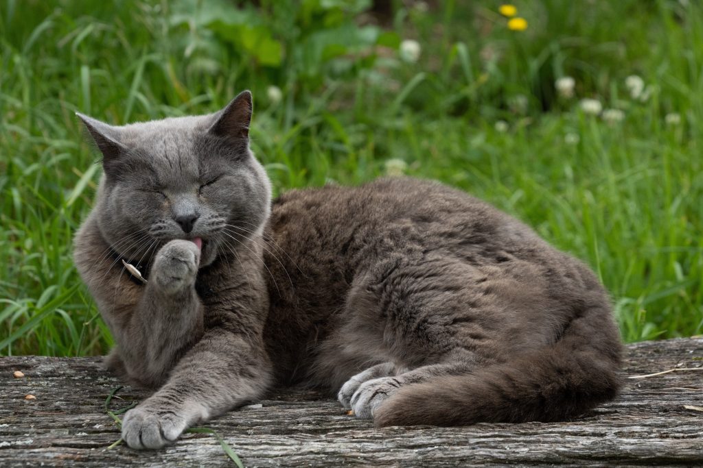 blue chartreux cat laying outside licking its paw
