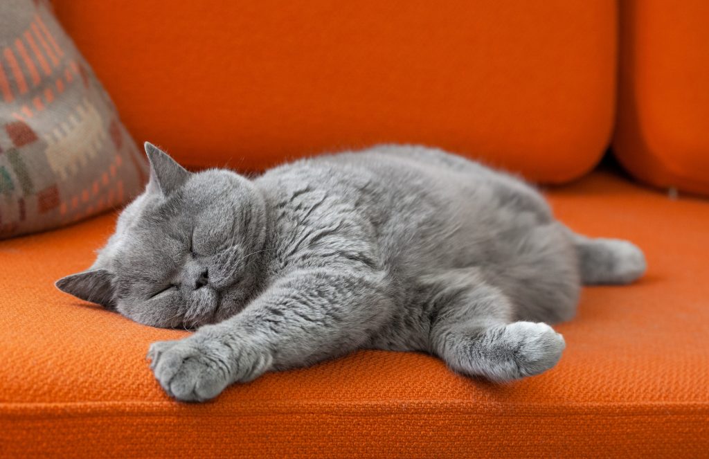 blue domestic shorthair cat asleep on an orange couch