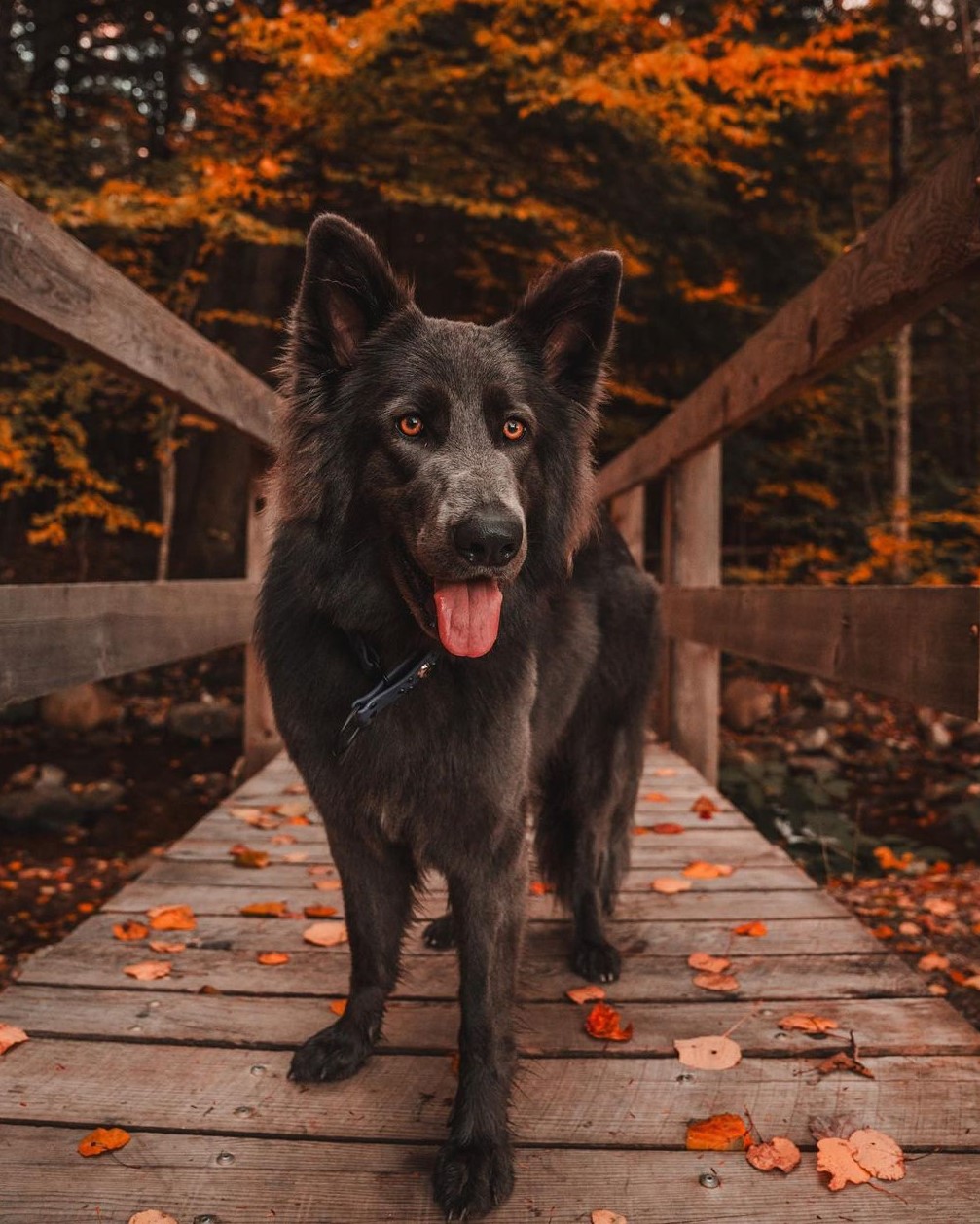 A blue German shepherd walking along a small wooden bridge