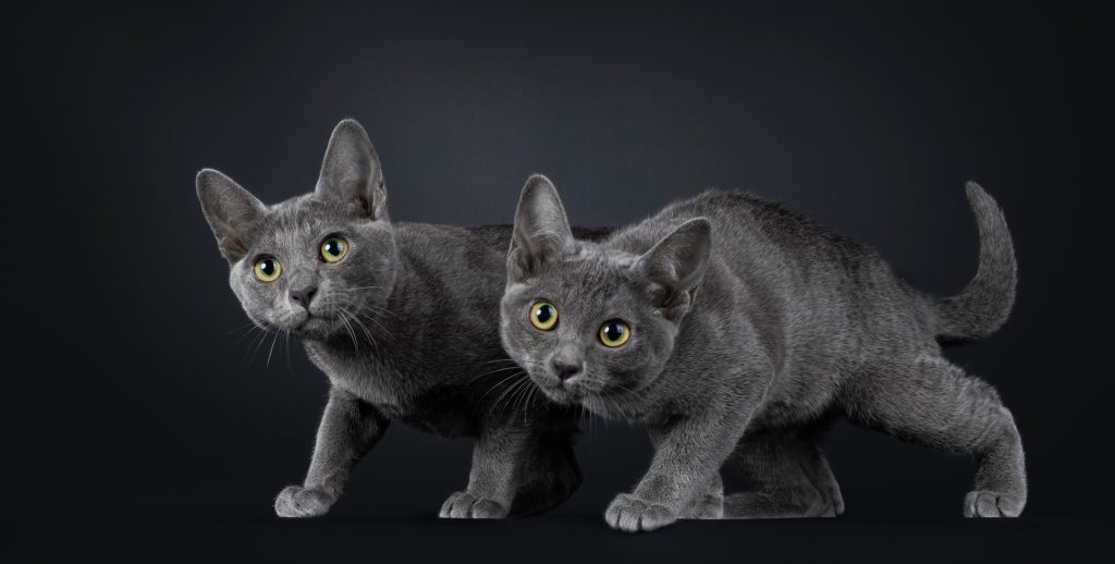 two blue korat kittens photo shoot