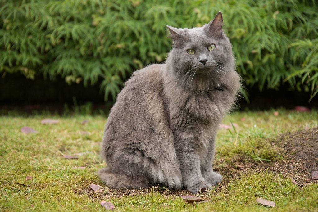 Blue nebelung cat outside in the yard