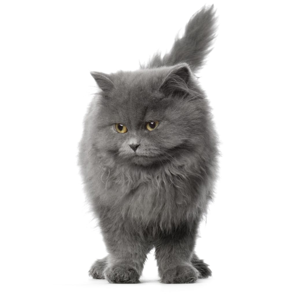 Blue Persian cat on a white background