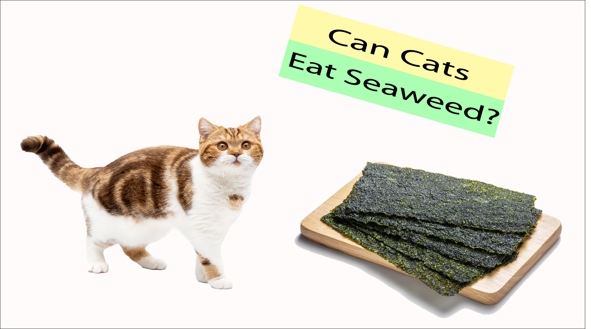 Can Cats Eat Seaweed? featured image