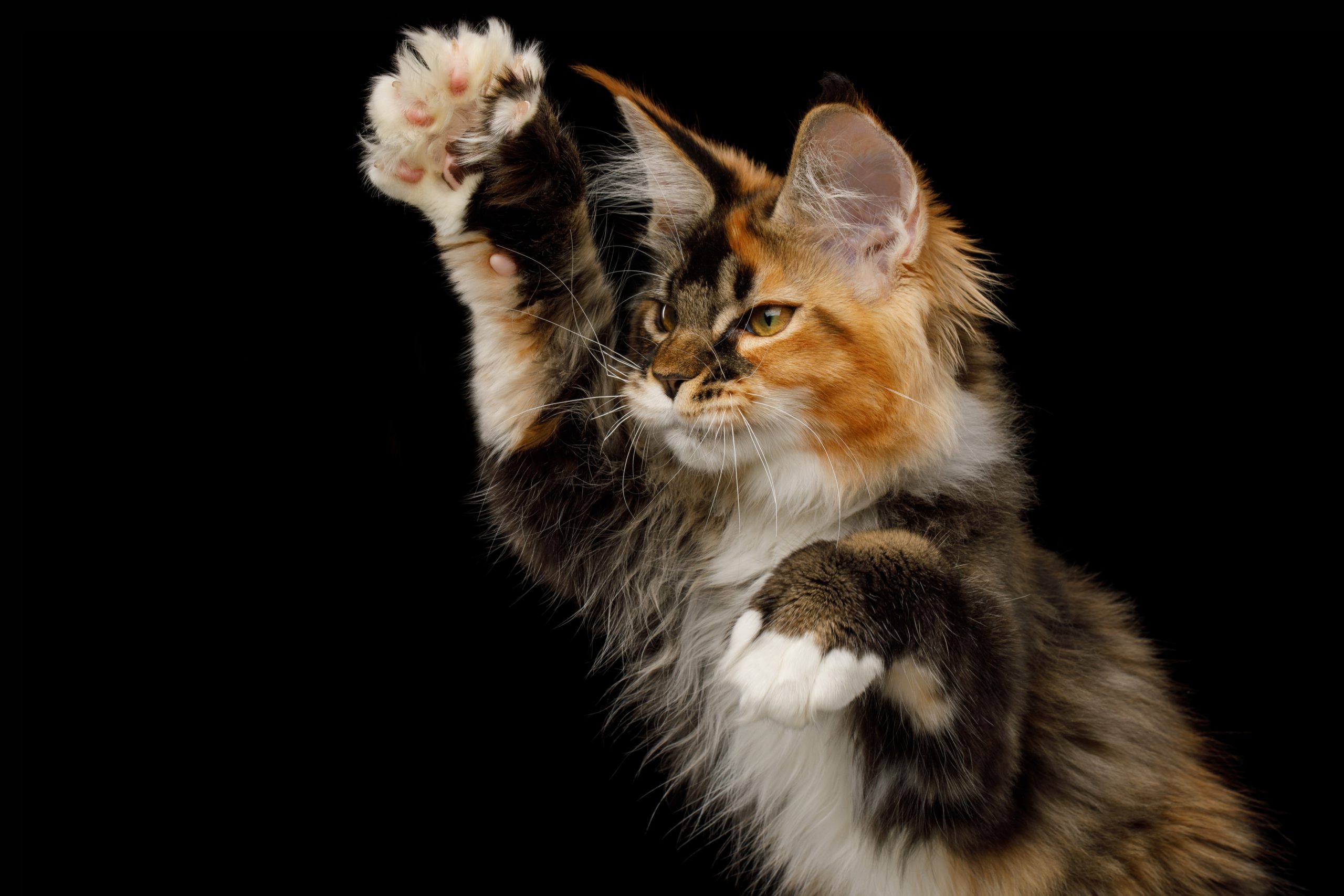 Red Polydactyl Maine Coon cat on black background raising its paw