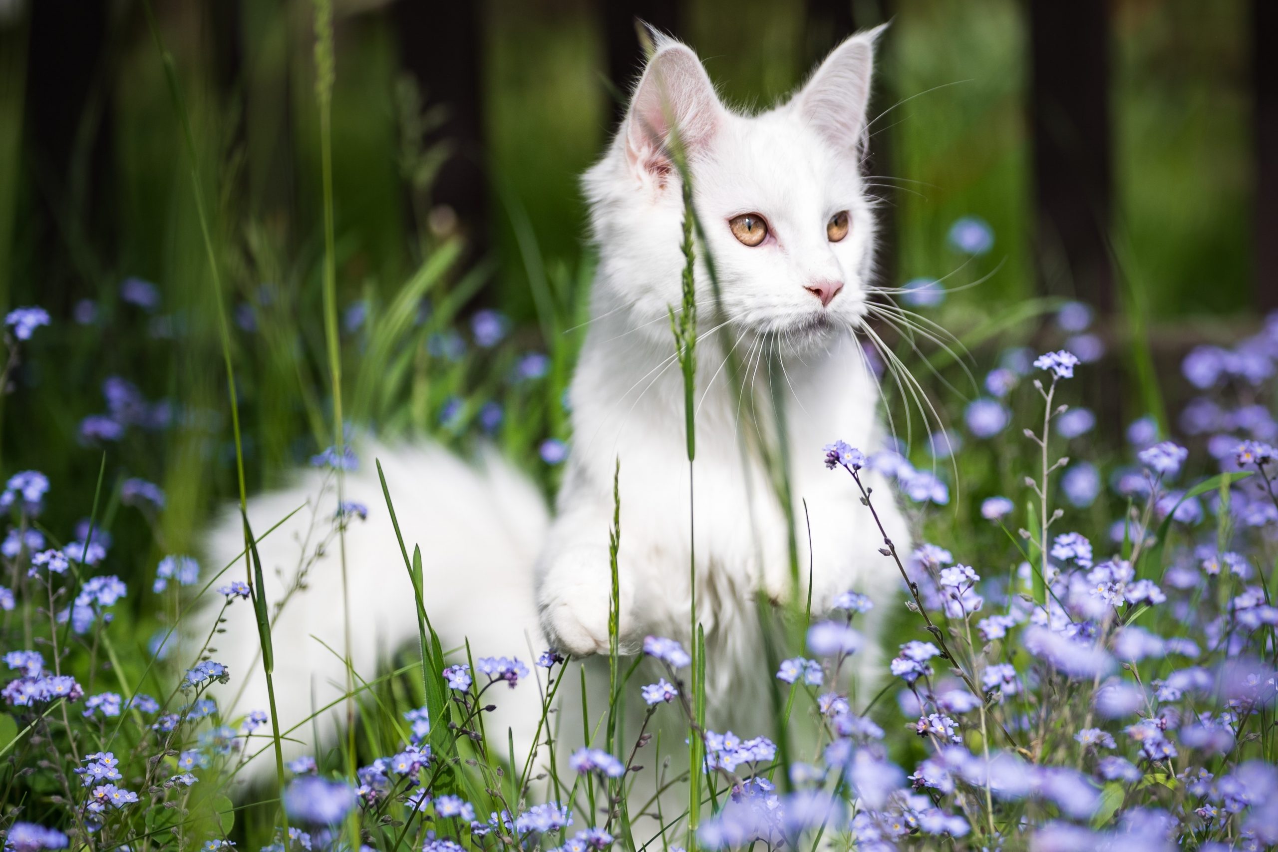 White Maine coon cat sitting in tall grass and flowers