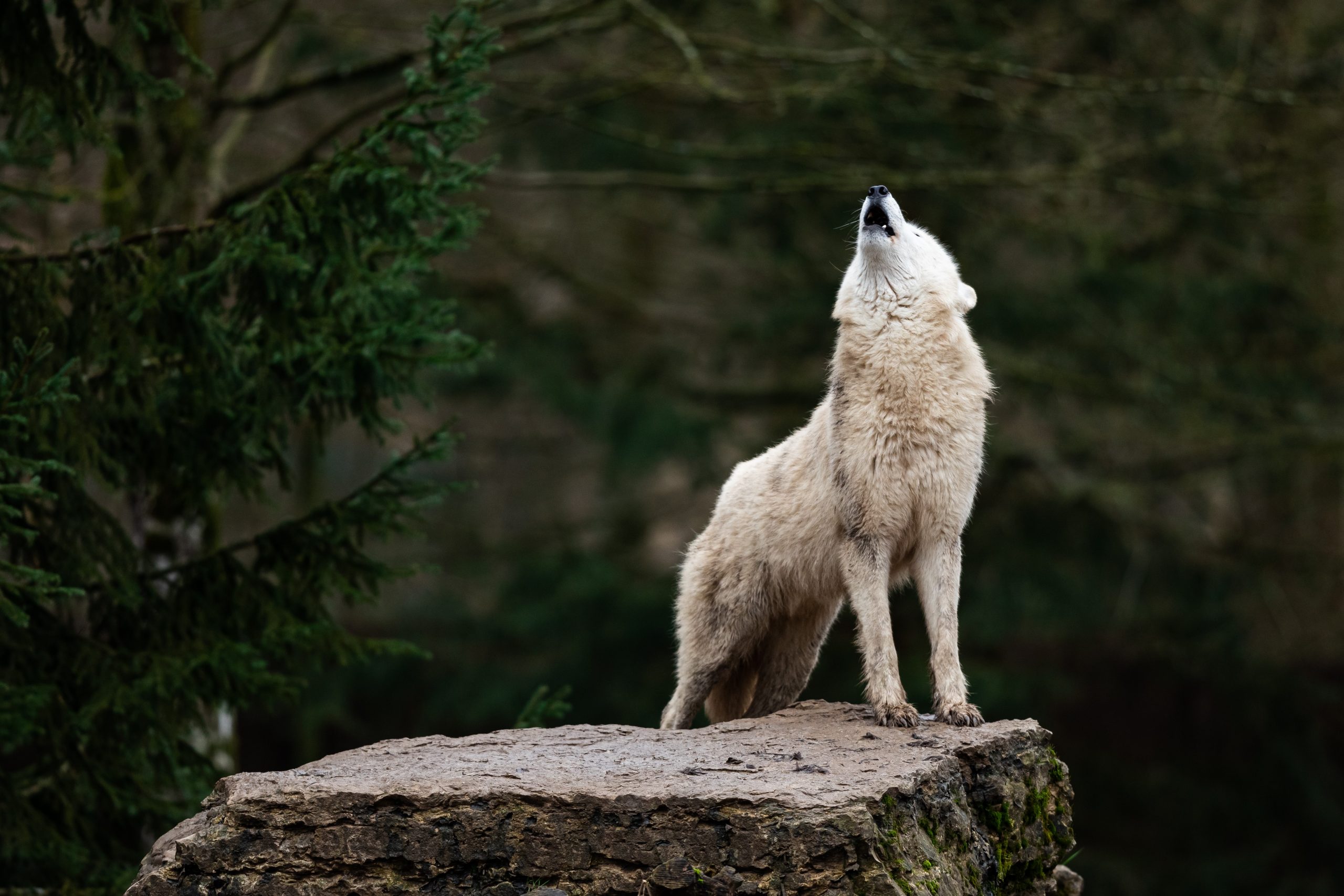 are wolf dog hybrids legal featured image of a wolf dog howling in the woods
