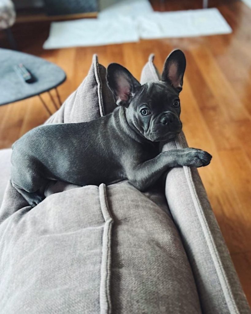 Blue French Bulldog perched on the back of a couch